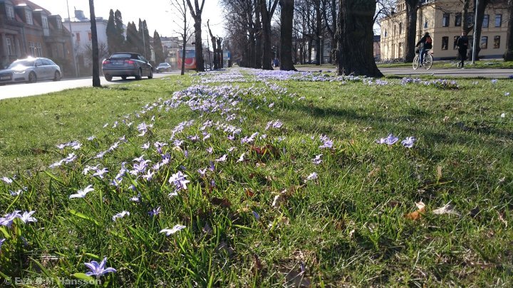 Blommande promenad. Södra promenaden i Norrköping kl 17:11 den 8 april 2015.