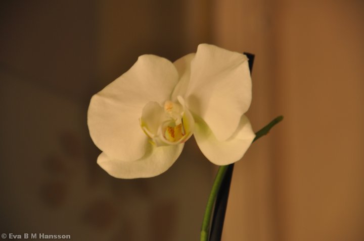 Orkidé i köksfönstret. Söderstaden kl 20:00 den 10 januari 2013.