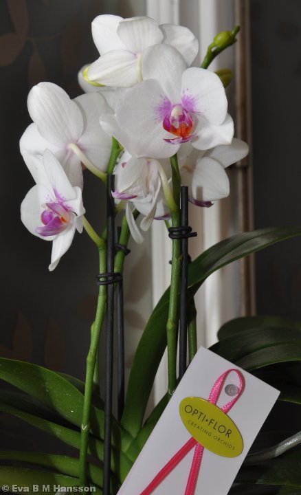 Nyinköpt orkidé i köksfönstret. Söderstaden kl 21:10 den 21 januari 2013.