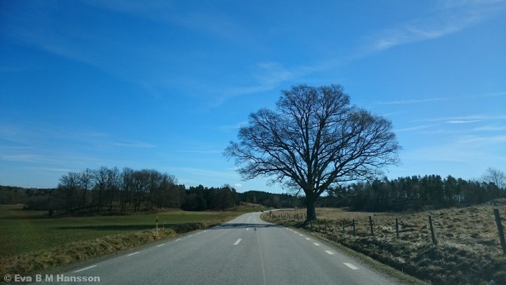 Ensamt träd utmed väg 210. Söderköping kl 11:41 den 3 april 2015.