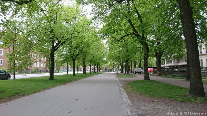 Vacker grönska i Södra promenaden. Norrköping kl 16:22 den 15 maj 2015.