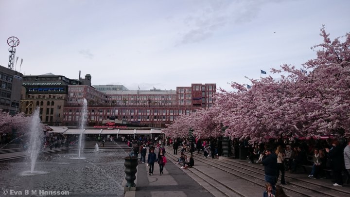 Kungsträdgården i vacker blomsterprakt. Stockholm kl 16:40 den 24 april 2015.